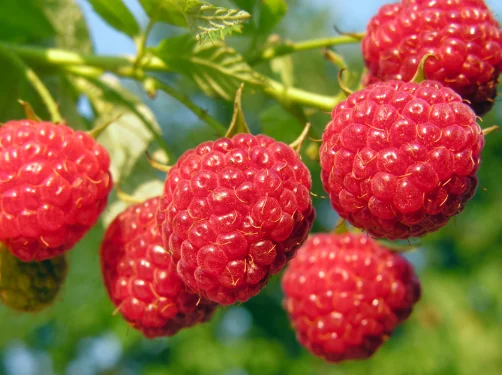Ripe raspberries on the cane, the compound behind the raspberry ketone in SodaSlim