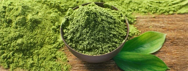 Green tea powder in a bowl beside fresh leaves, the source of the EGCG in SodaSlim
